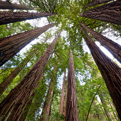 redwood trees