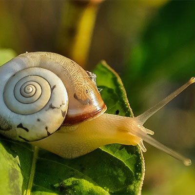 Citrix-slow-as-Snail