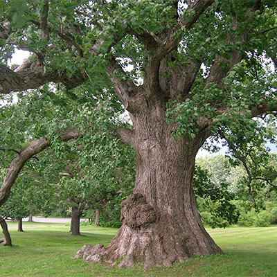 White Oak Tree