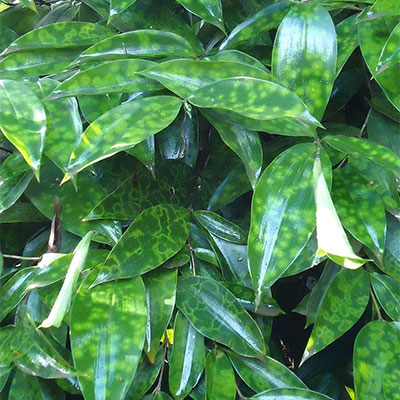 Dracaena