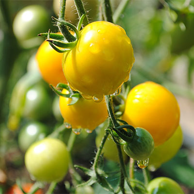 Yellow tomatoes