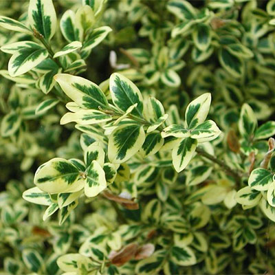 Variegated shrub