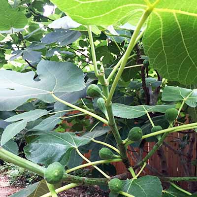 Learn about growing fig trees by reading article by Gretchen Heber | SocialGazelle.com