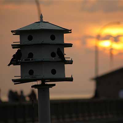 Learn how to attract purple martin birds to your backyard | SocialGazelle.com