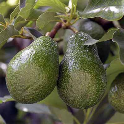 How to Grow Avocados in your Yard by Gretchen Heber | SocialGazelle.com