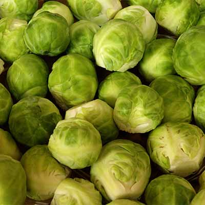 Learn how to grow Brussels sprouts | SocialGazelle.com