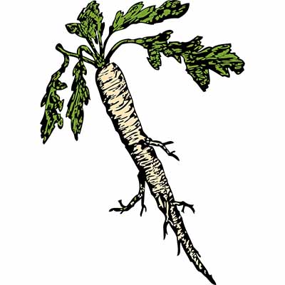 Learn how to grow horseradish | SocialGazelle.com