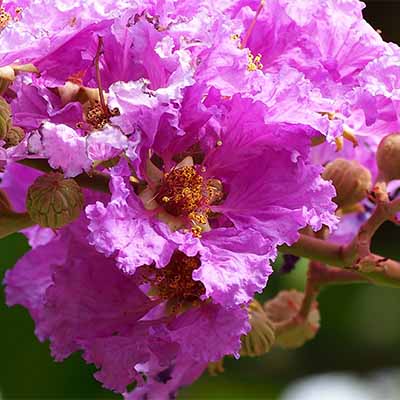 Get tips and tricks for properly trimming crape myrtle trees | SocialGazelle.com