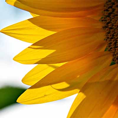 What does full sun really mean to plants? | SocialGazelle.com