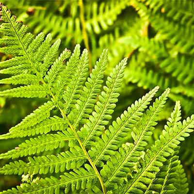 Learn how to grow ferns in your back yard | SocialGazelle.com