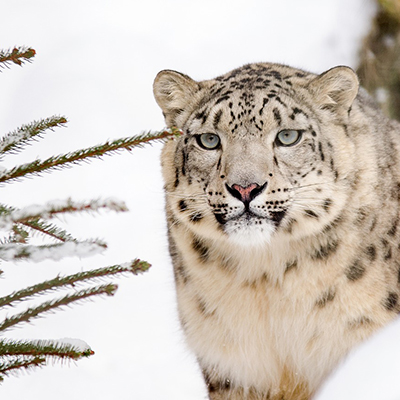 Snow Leopard Days article by Gretchen Heber | SocialGazelle.com