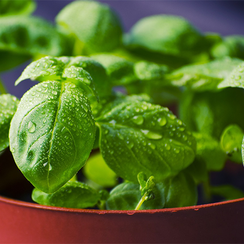 Read about basil downey mildew and how to prevent it in this article by Gretchen Heber