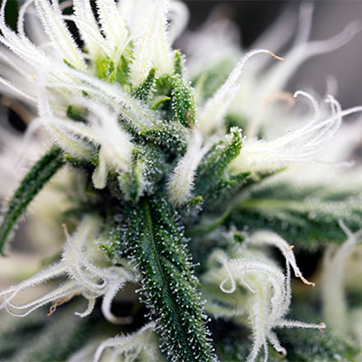 Read about trichome development under Fluence LED grow lights in this article by Gretchen Heber