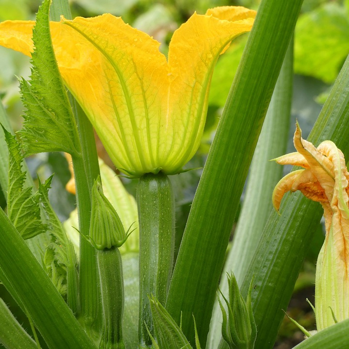 How to hand-pollinate by Gretchen Heber